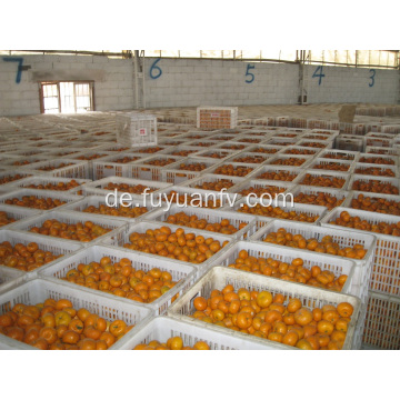 Exportieren Sie Standardqualität von frischem Baby Mandarin